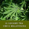 Il legame tra CBD e melatonina